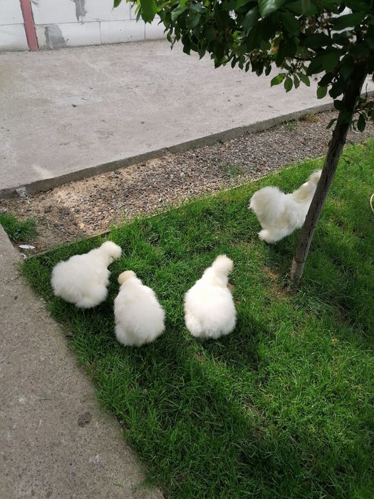 Mătase Japoneză  Albe și Colorate