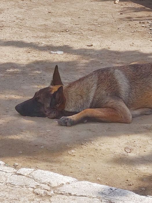 Donatie căței lup malinois