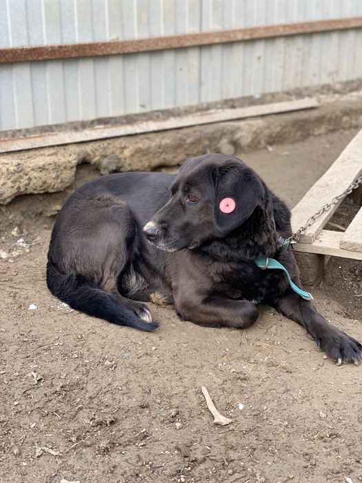 Собака помесь лабрадора