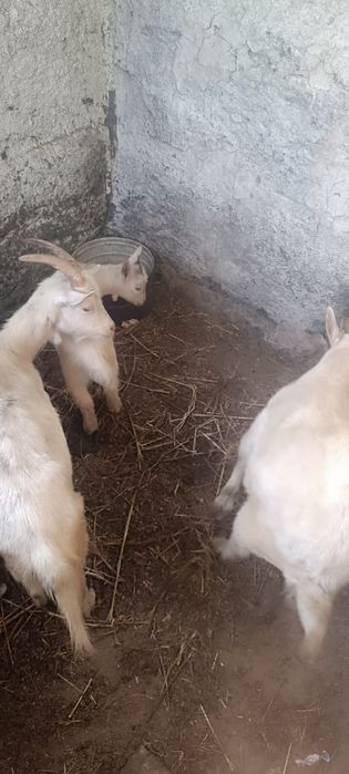 Продам коз и козлёнка
