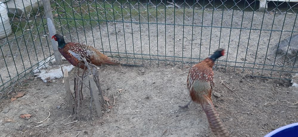 Fazani comuni- masculi