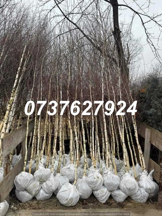 Tei & Platan pentru Umbrire | Calitate Extra | Plata la Livrare