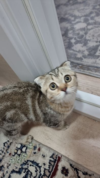 продаю котенка, породистая вислоухая британка