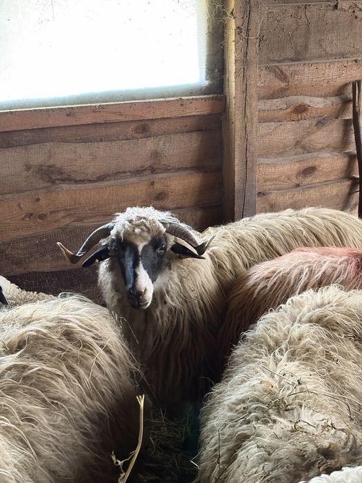 De vanzare oi cu miei