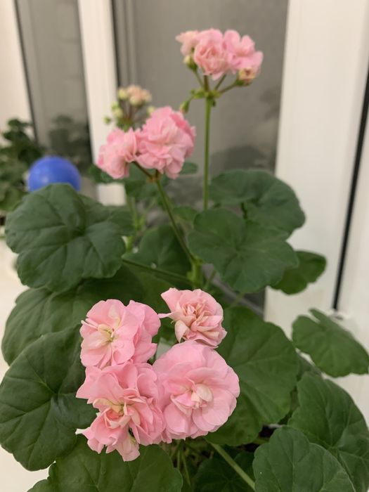 Пеларгония Miss Rose