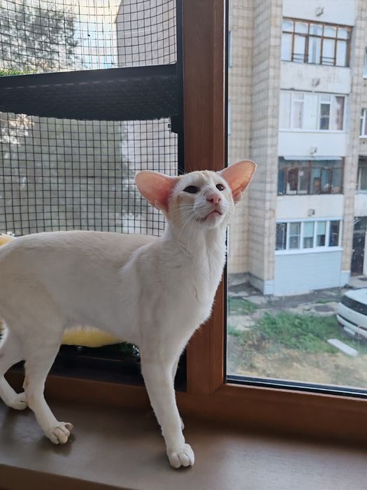 Ориентальные котята из питомника