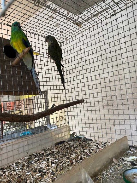 Попугаи певчие, две пары