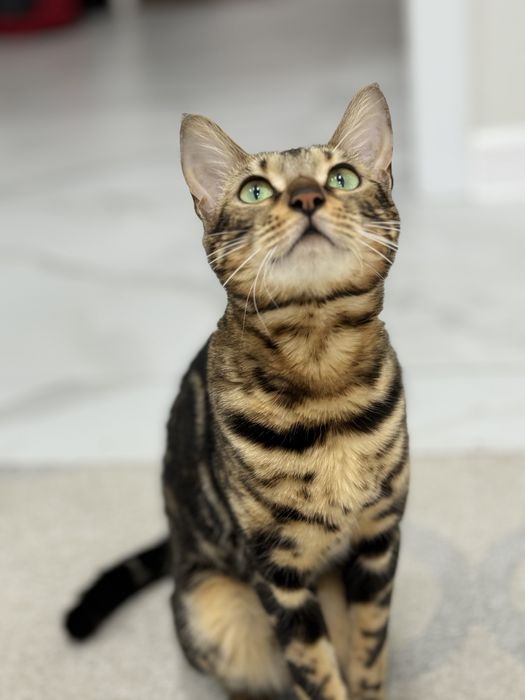 Продам Бенгальских кошек