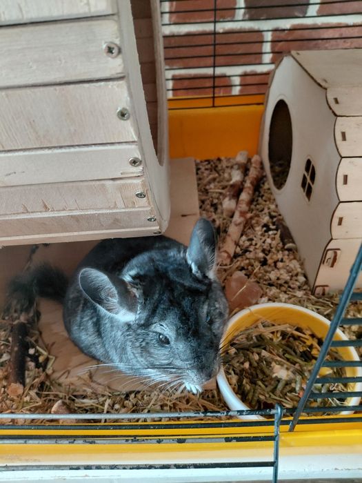 Шиншилла мальчик 6 мес + клетка