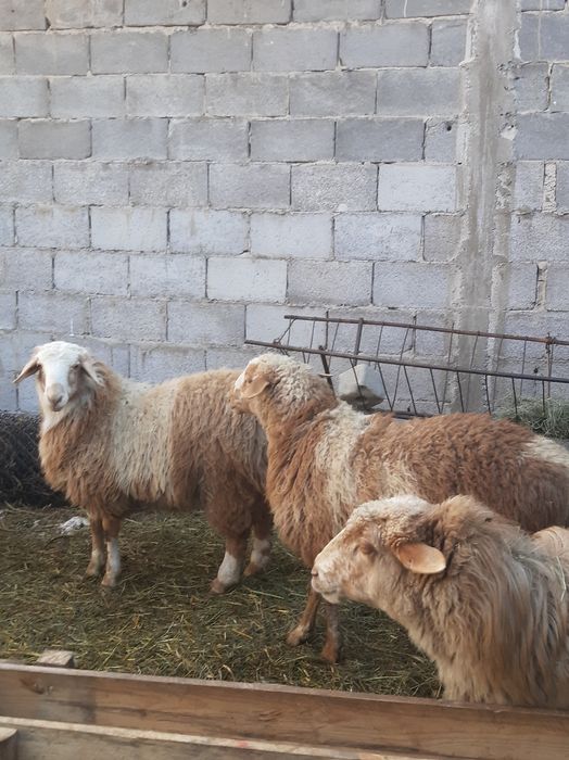 Семіртілген қойлар сатылады