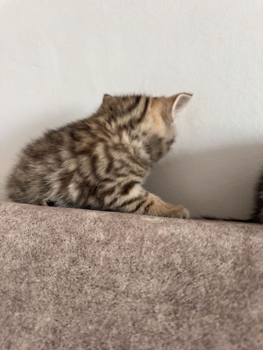 Продам породистых котят