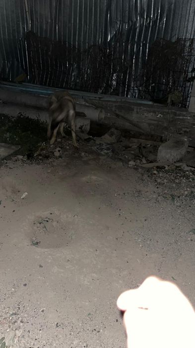 Белгески овчарка чисто кровка пишите