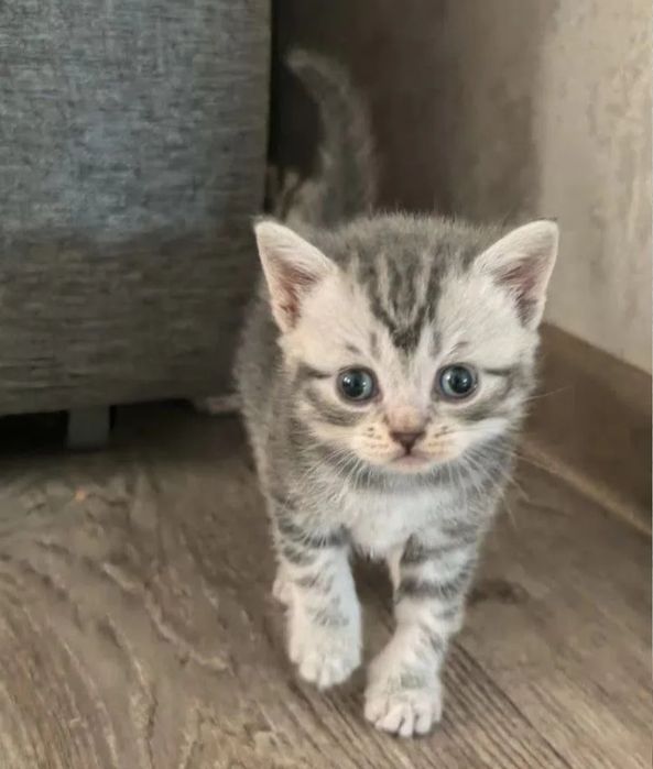 Британские котята, мальчики и девоки