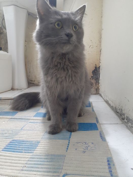 Срочноооо!!! Нибелунг продается