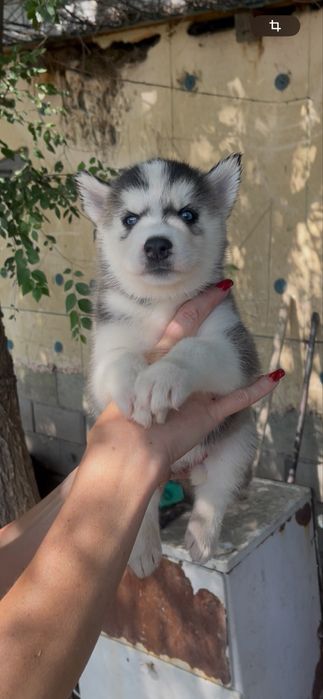 Красавица хаски голубоглазая принцесса