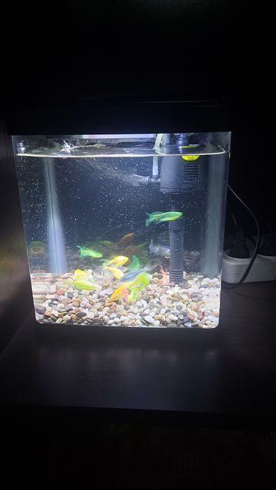 Продаётся аквариум вместе с рыбками данио