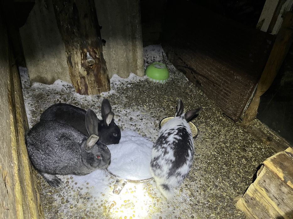 Продам кроликов.