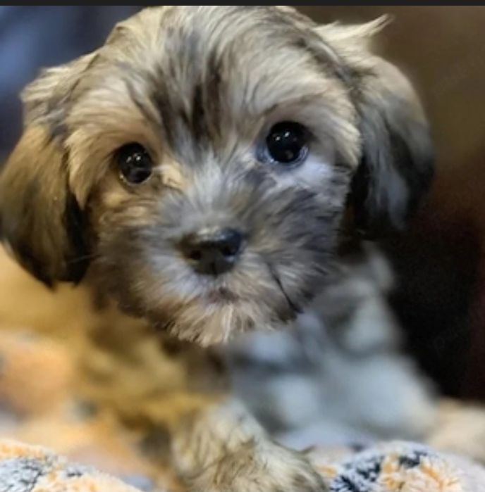 Bichon havanez 300 lei