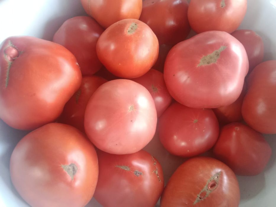 Продам домашние помидоры и огурцы
