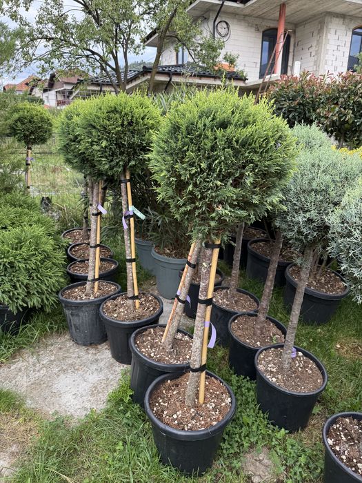 Bonsai cedru maslin enuperi canadieni sau tarator cryptomenia japonica glob tija din goldrider sau arizonica