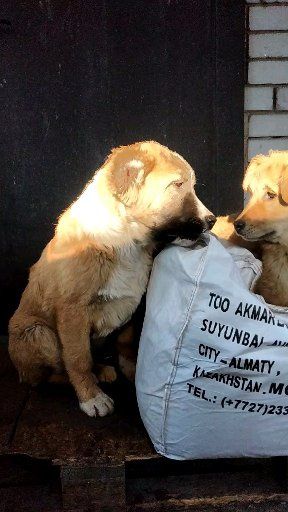 Алабай тобет 3 года кабель