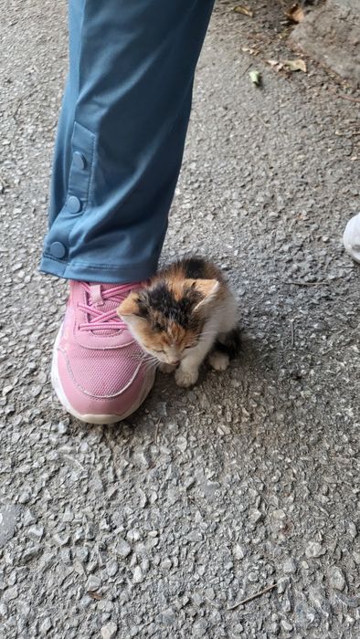 Подарявам  котенца на месец