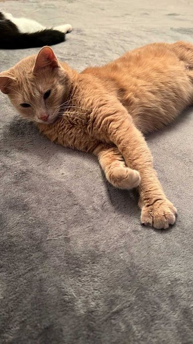 Бесплатно отдадим кота