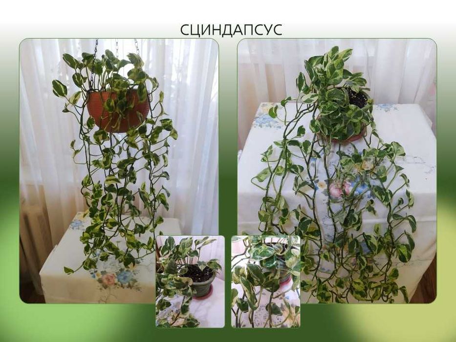 Домашние цветы. Сциндапсусы