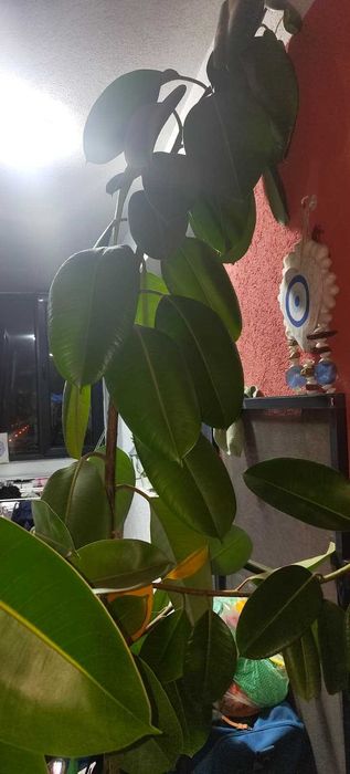 Vand Ficus inalt in ghiveci