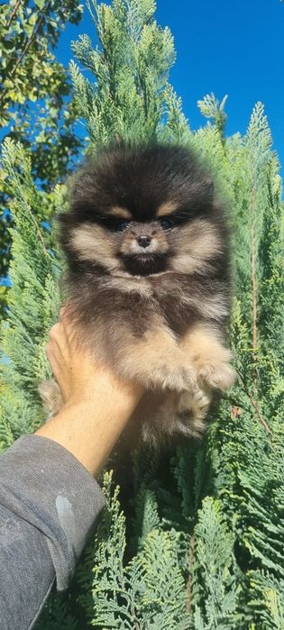 Померан мини померанче