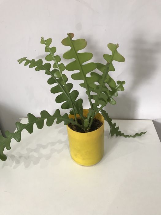 Продам комнатные цветы