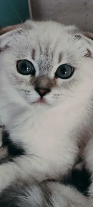 Шотлански късокосмести котета