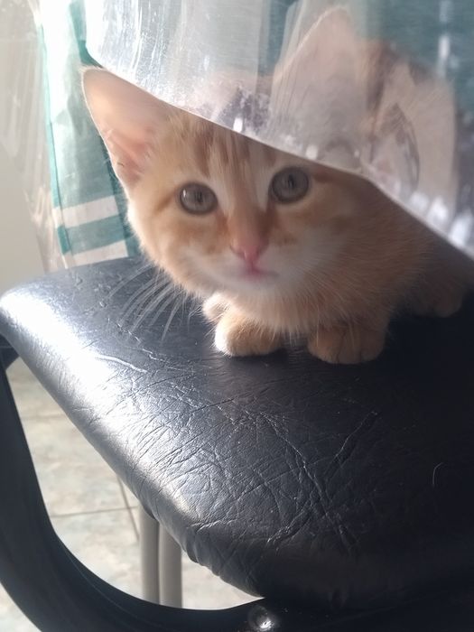 Отдам котяток мальчик и девочка