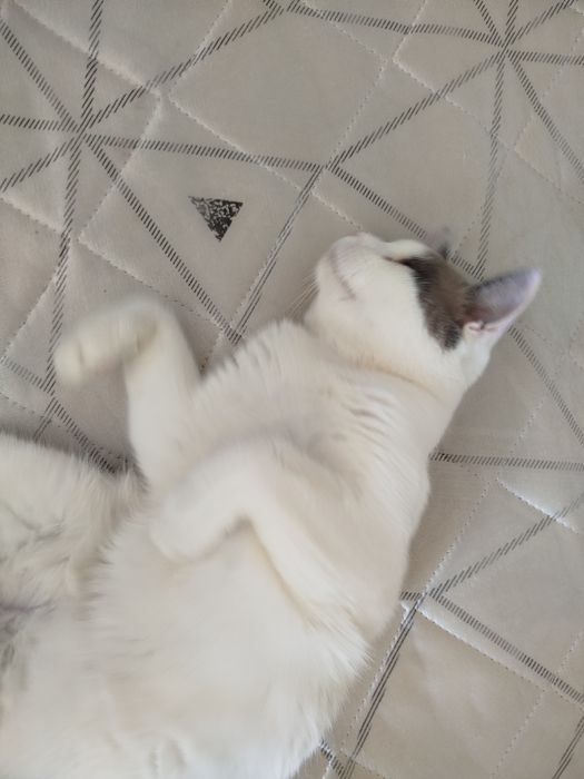 Отдам кота в добрые руки