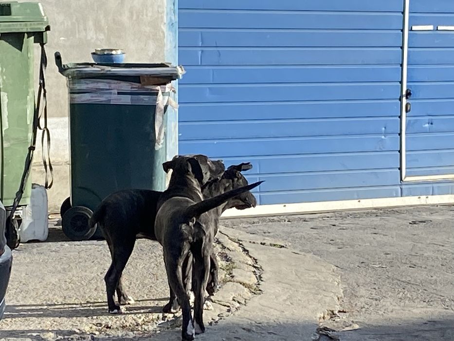 Donez catelusa jucausa  Presa Canario