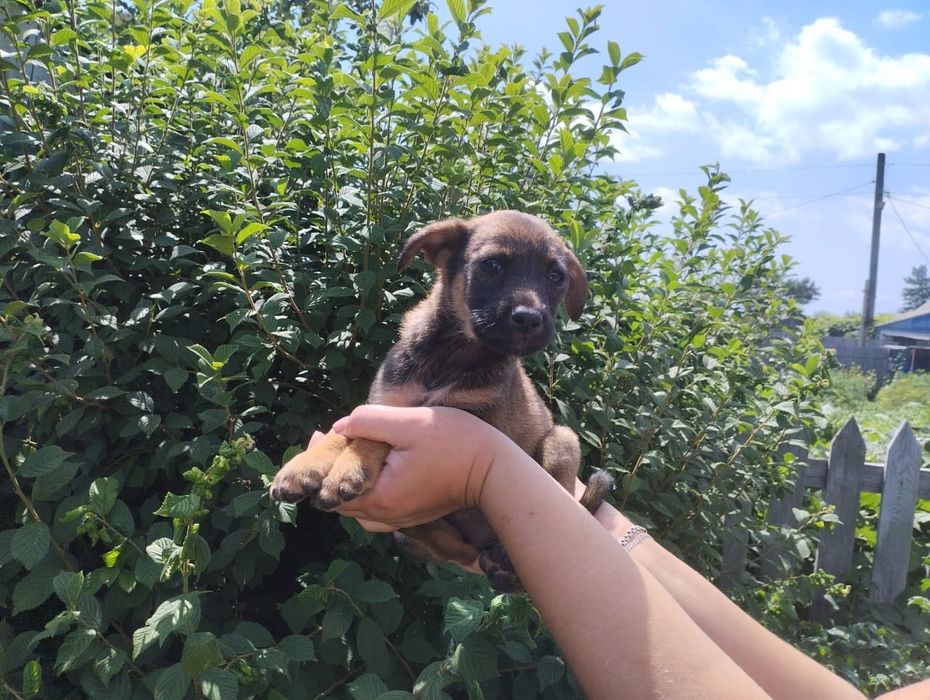 Щенята бесплатно