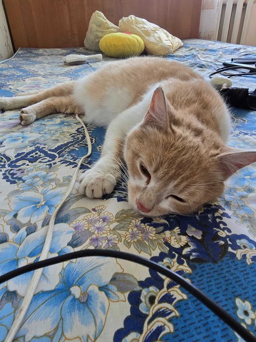 Кошечка ищет дом