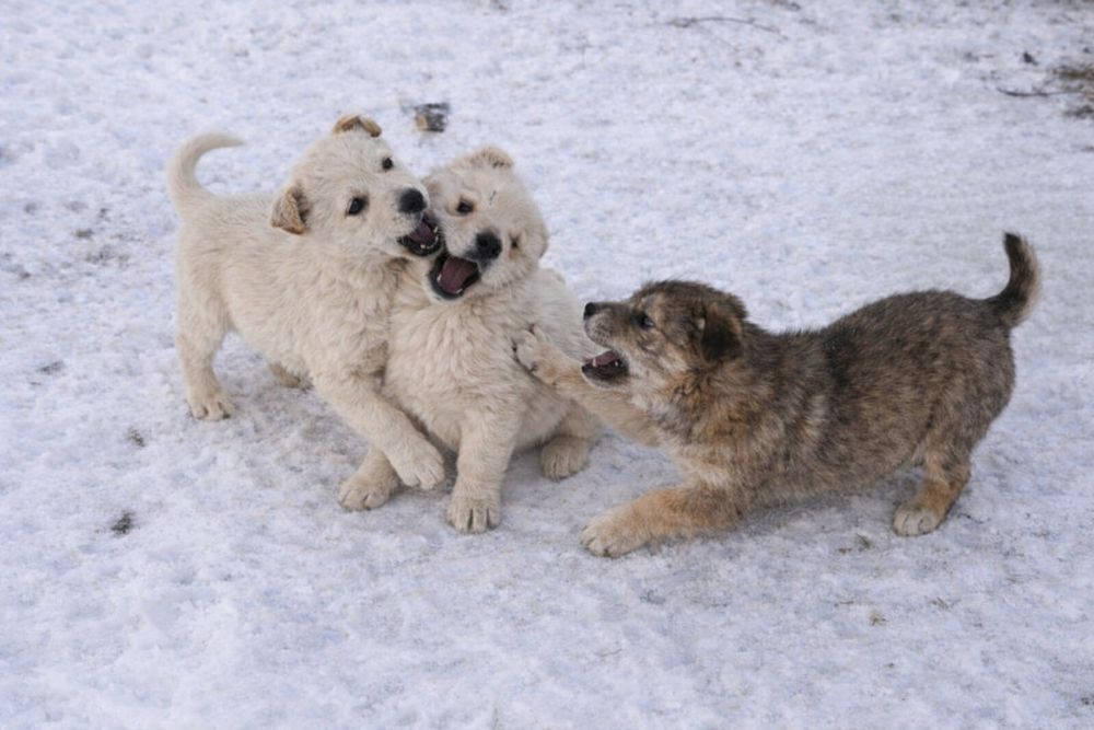 Отдам щенков в хорошие руки