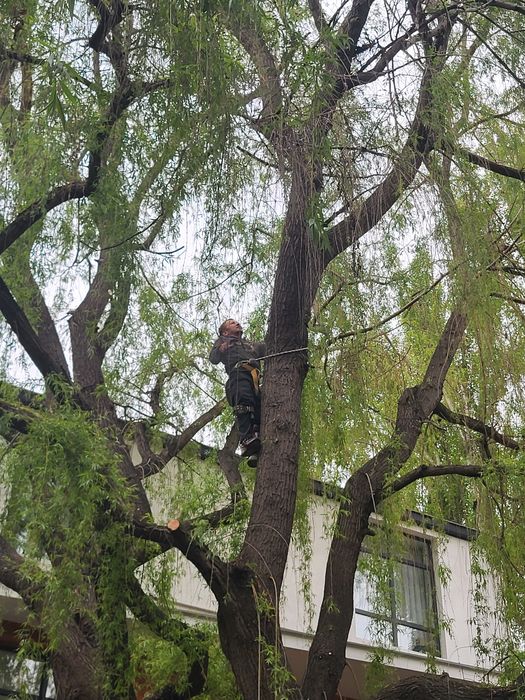 Спил деревьев агаш кесемиз