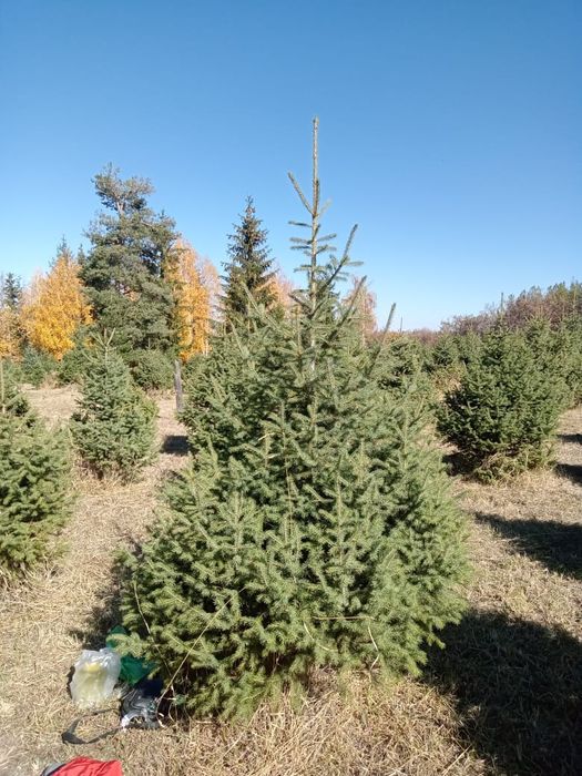 Продаются ёлки зеленые