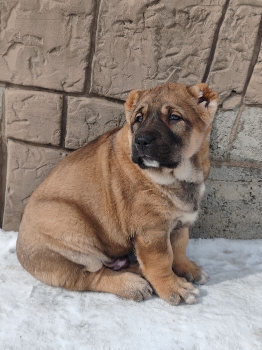 Щенок алабая крупный