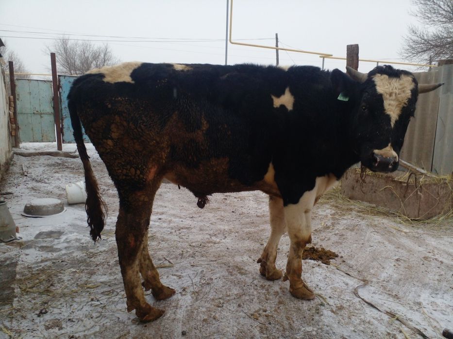 Продам бычков породистых