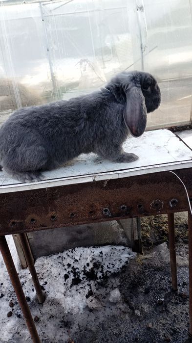 Кролики французский баран