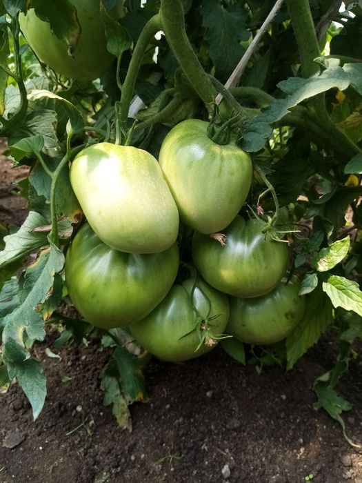 Семена за стари сортове домати и чушки