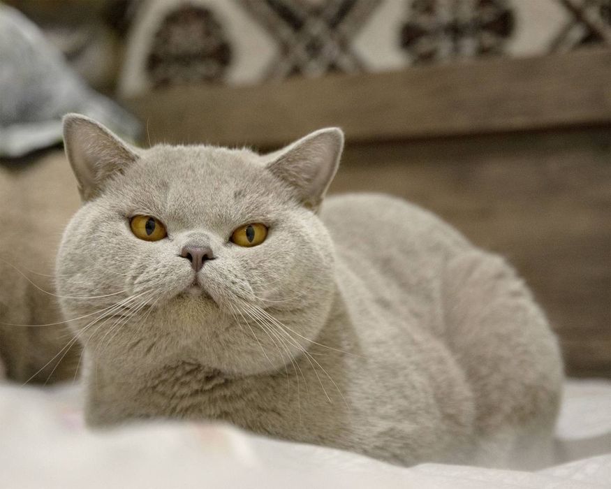 Продается Британец