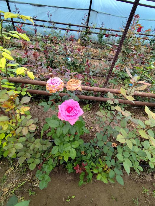 Цветы Гүл көшеттері сатылады