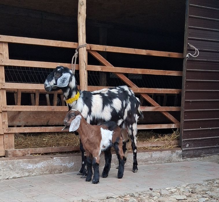 Vând capra Anglo Nubiană