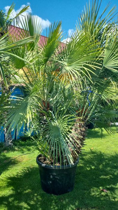 Palmieri rezistenti la frig la ghiveci livrare in toata tara