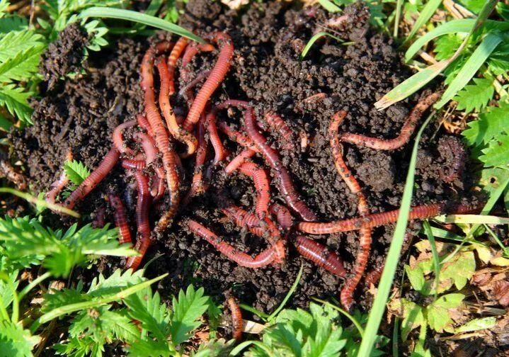 Черви для рыбалки