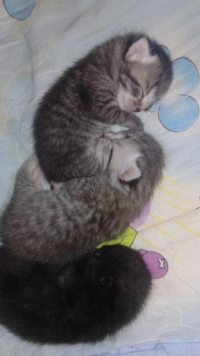 Продаю Шотландскую кошку
